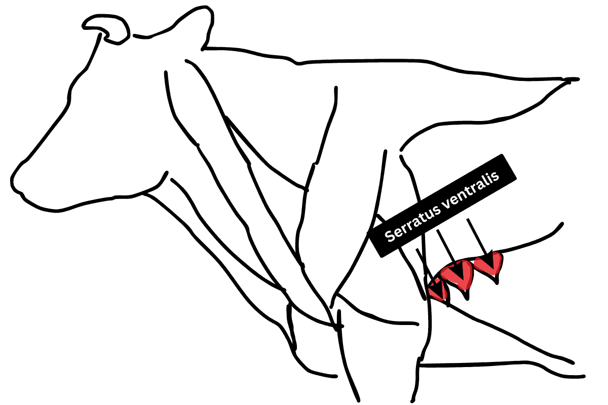 diagram of the location of the Denver steak, aka the serratus ventralis muscle