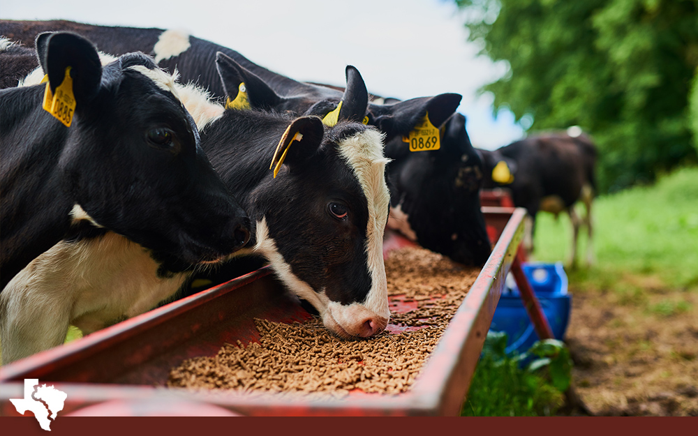 Reason #6 The Cow’s Diet