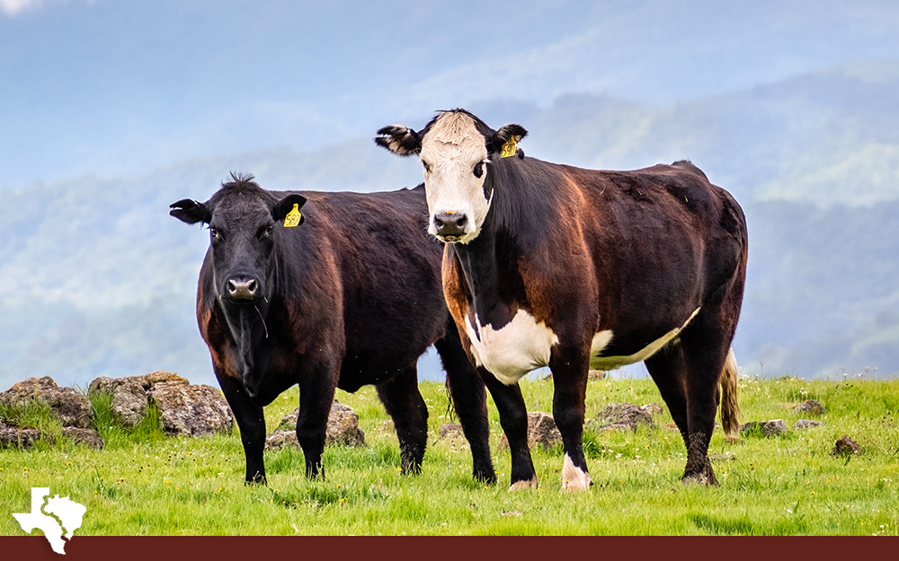 Reason #7 The Age of the Cow