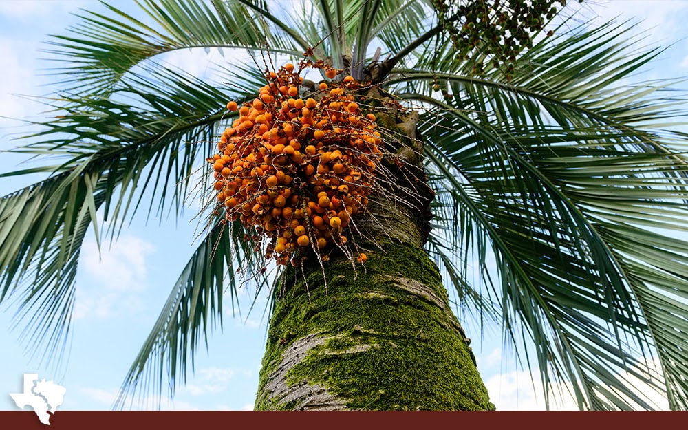 The Bold Oil From African Palms